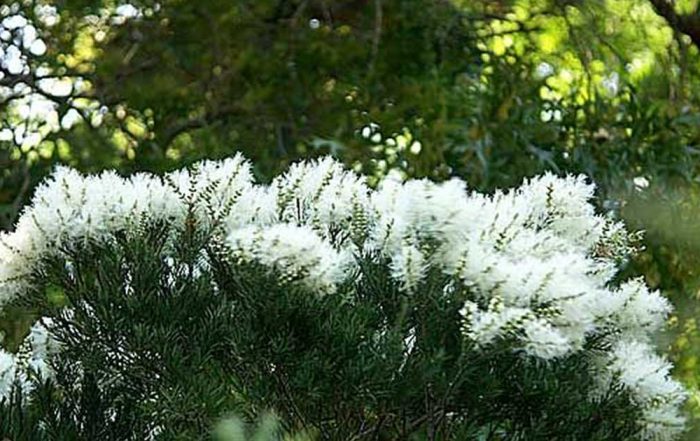 Eterično ulje čajevca(Melaleuca alternifolia) u borbi protiv virusa, gljivica i bakterija