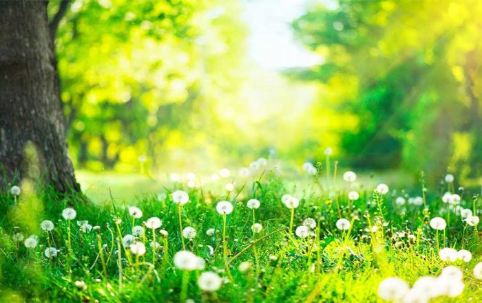 Priroda - meditacije i esencijalna ulja protiv stresa i straha