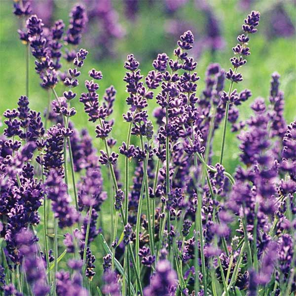 Lavanda Lavanda