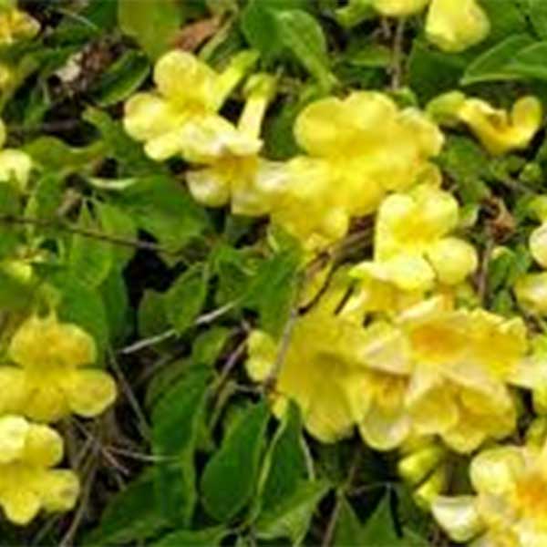 Mačja kandža smanjuje rast endometrijskog tkiva Mačja kandža smanjuje rast endometrijskog tkiva