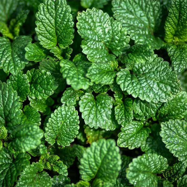 Matičnjak – prirodni relaksant Matičnjak - prirodni relaksant