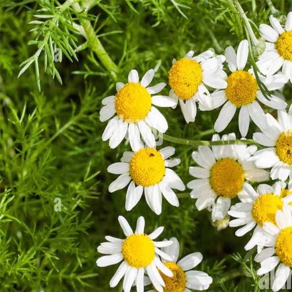 Rimska kamilica Rimska kamilica