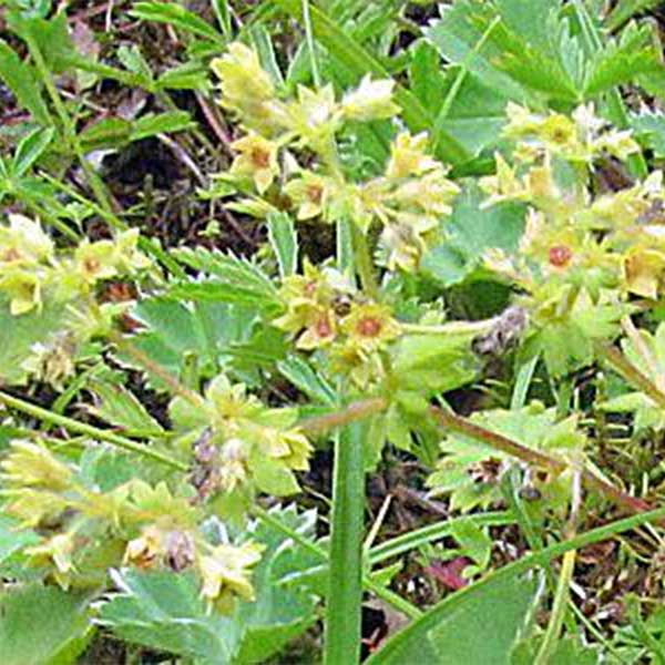 Vrkuta – posebno je učinkovita kod obilnih menstruacija i krvarenja između ciklusa. Vrkuta - posebno je učinkovita kod obilnih menstruacija i krvarenja između ciklusa.